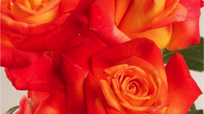 Prix des rosiers buisson à grandes fleurs : Rosa HENRYANE DE CHAPONAY® ‘Ora 351’ ; obtention Roseraie Orard. ©SNHF